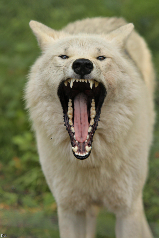 Wolf_Auh1209-Mon-28