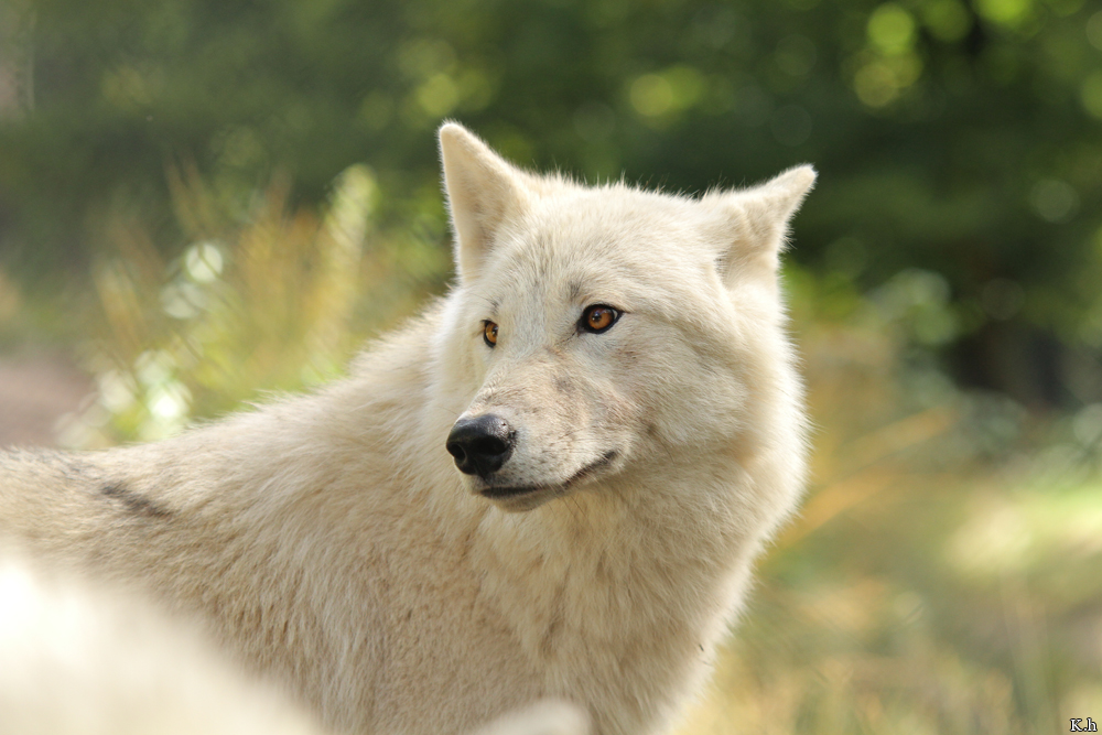 Wolf_Auh1209-Mon-29