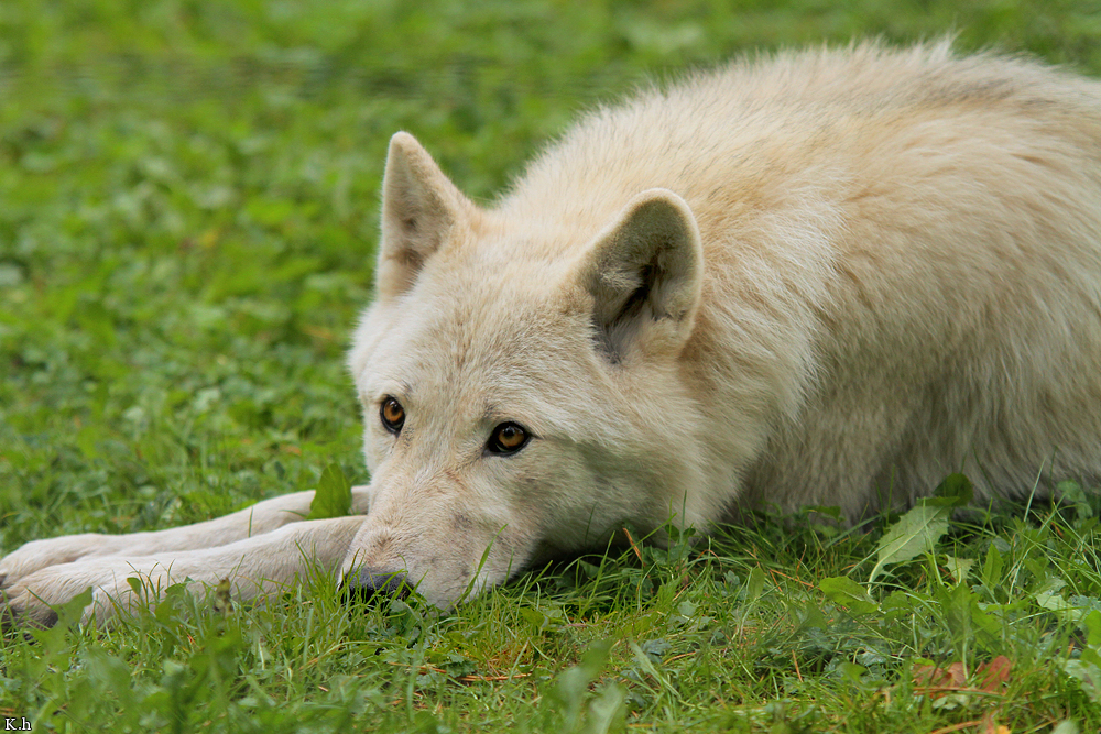 Wolf_Auh1209-Mon-30