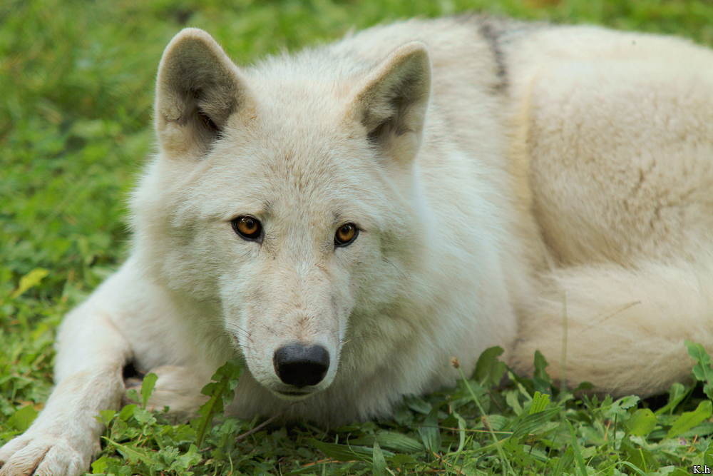 Wolf_Auh1209-Mon-31