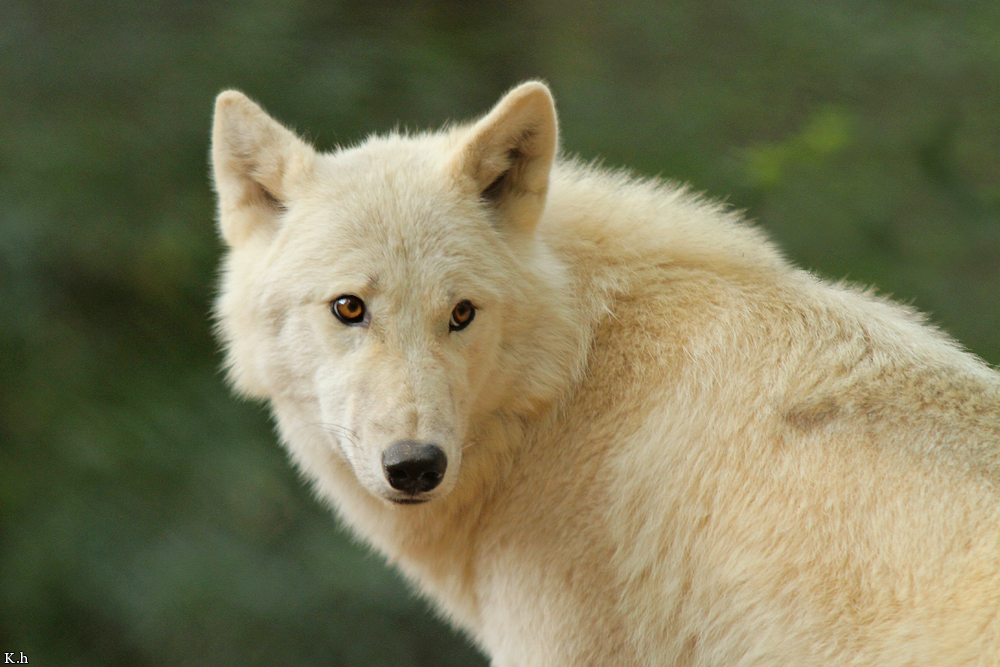 Wolf_Auh1209-Mon-37