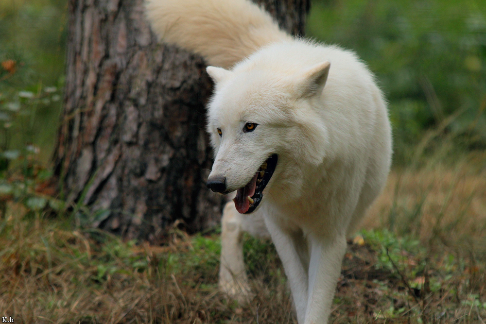 Wolf_Auh1209-Sco-04