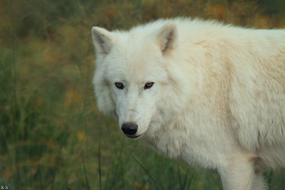 Wolf_Auh1209-Sco-06