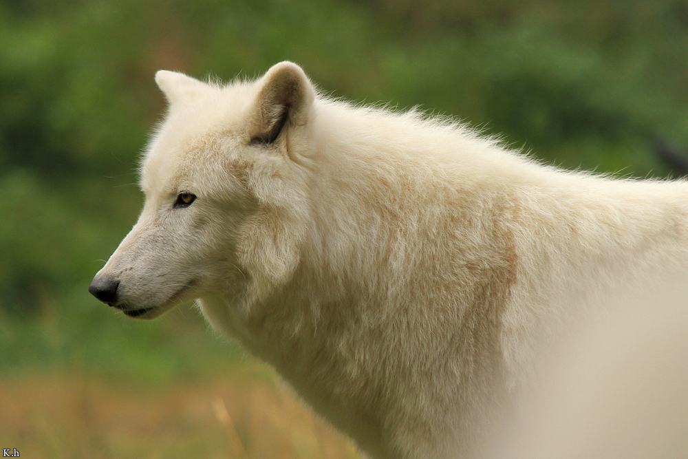 Wolf_Auh1209-Sco-15
