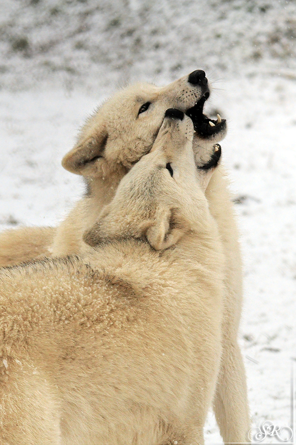 Sas_Auheim1301_All-02