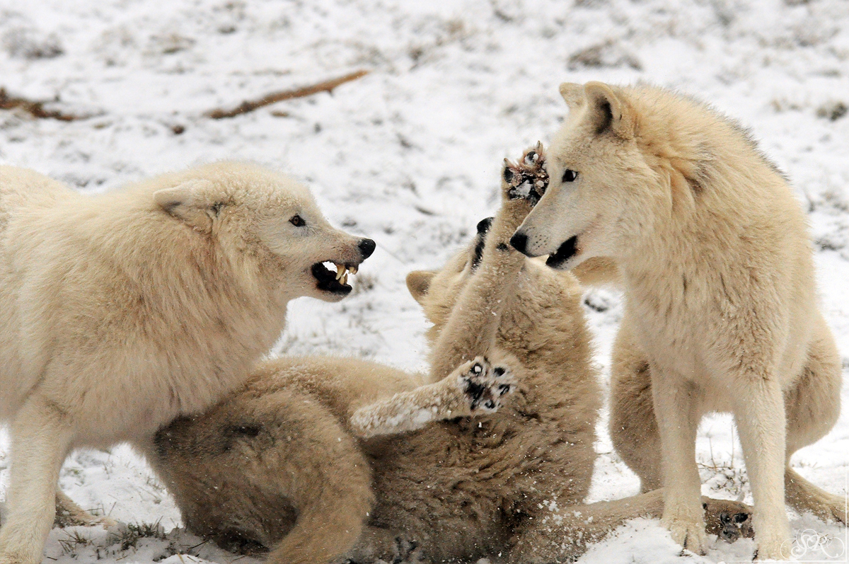 Sas_Auheim1301_All-16