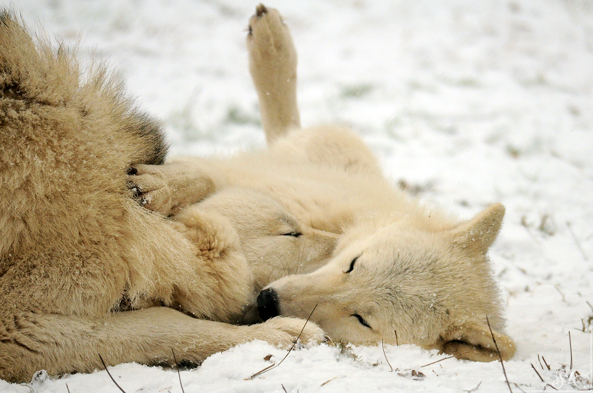 Sas_Auheim1301_All-27