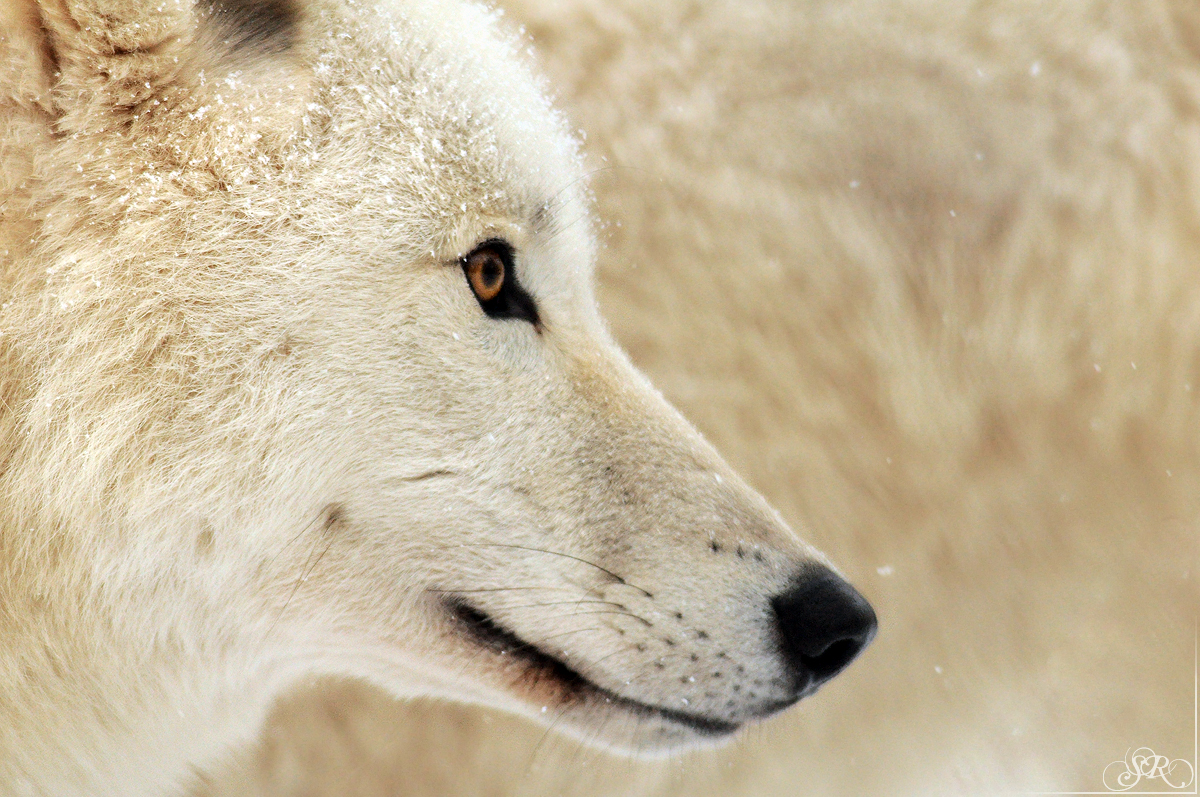 Sas_Auheim1301_Monja-07