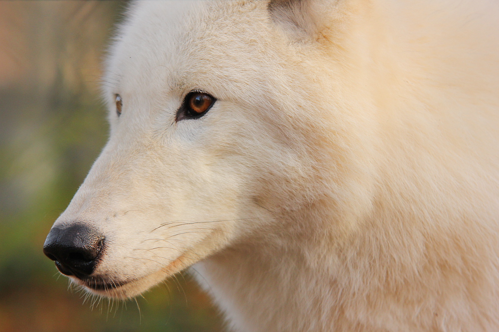 Auheim1411Elli_Aslan-02