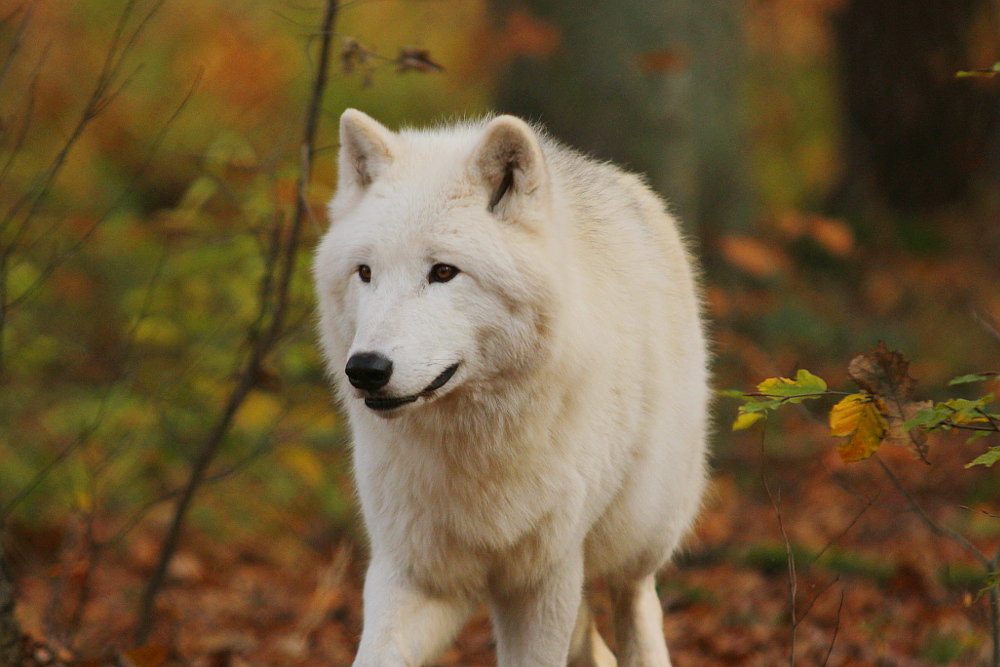 Auheim1411Elli_Aslan-11