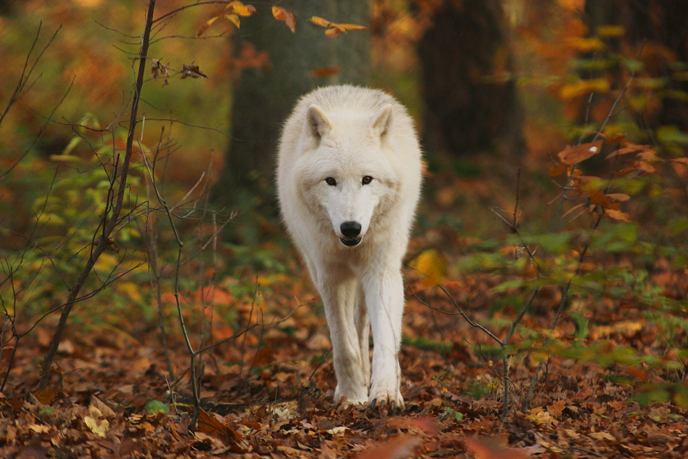 Auheim1411Elli_Aslan-12