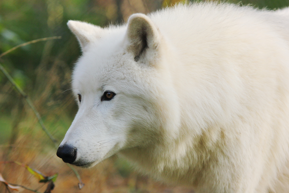 Auheim1411Elli_Inuq-02