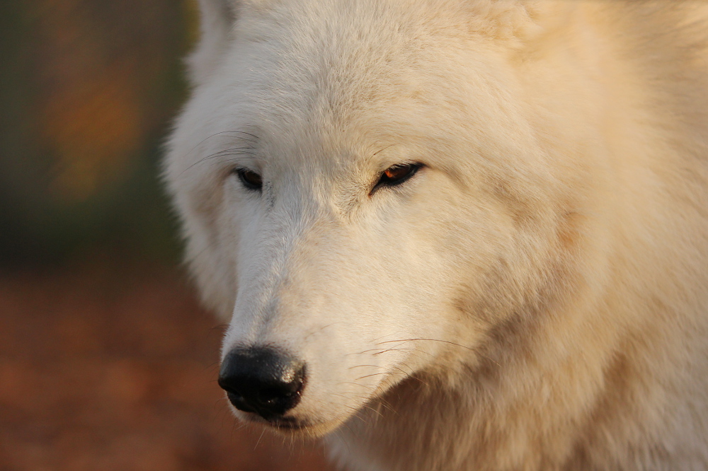 Auheim1411Elli_Inuq-04