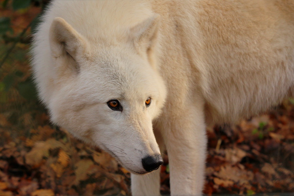 Auheim1411Elli_Monja-13