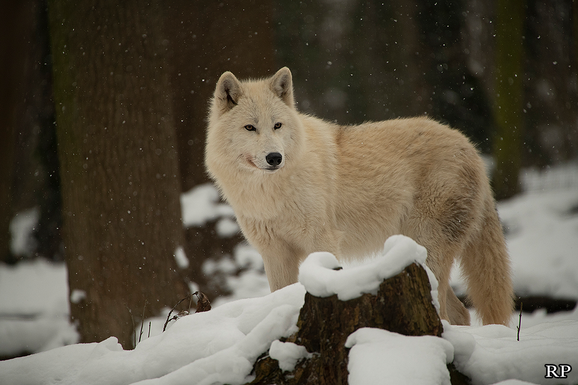 schoenbrunn1802ria_svenja-21