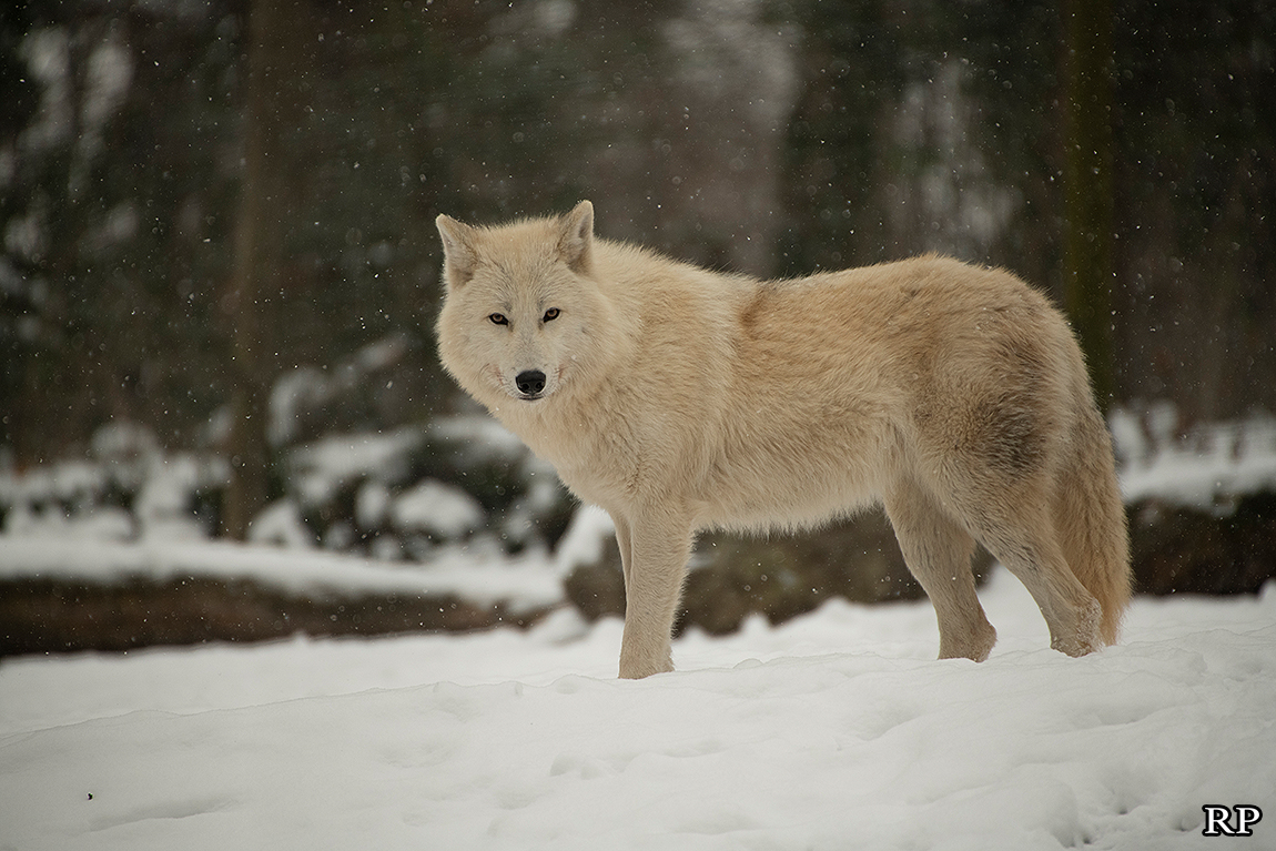 schoenbrunn1802ria_svenja-23