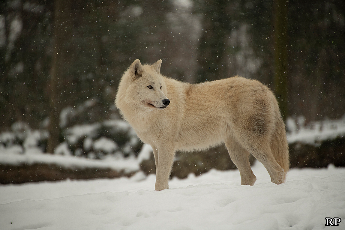 schoenbrunn1802ria_svenja-24