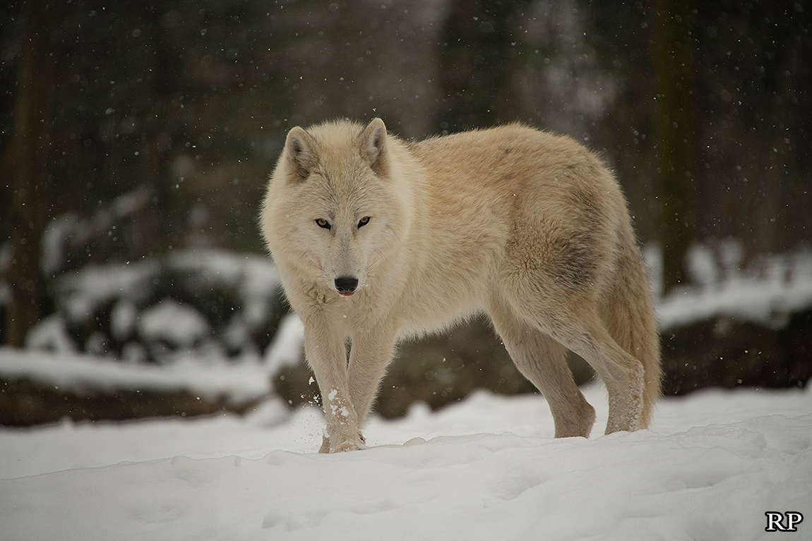 schoenbrunn1802ria_svenja-29