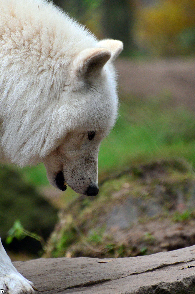 Lueneburg1107BineG_Nanuk-04