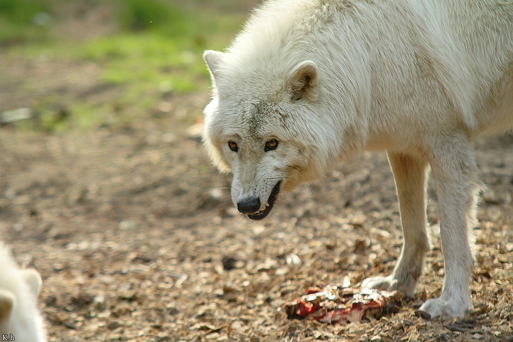 Kati_Luneburg1205_Naaj-02