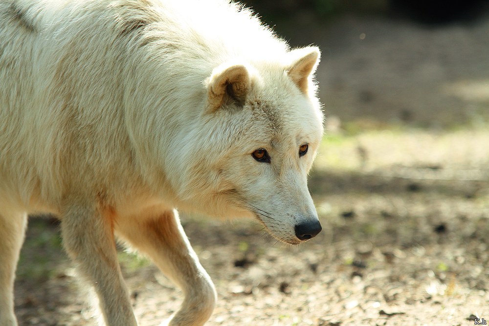 Kati_Luneburg1205_Naaj-04