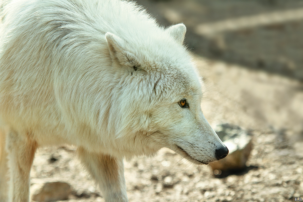 Kati_Luneburg1205_Naaj-06