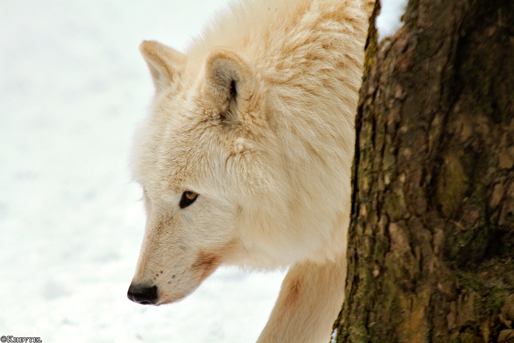 Kati_Luneburg1303_Nanuk-03