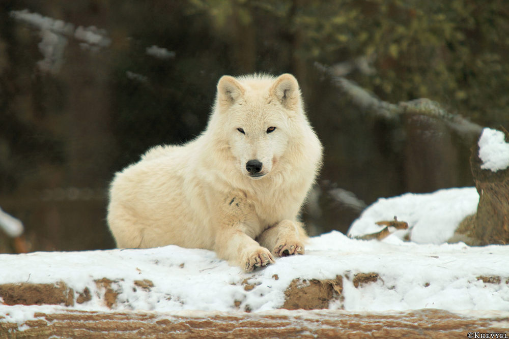 Kati_Luneburg1303_Nanuk-04