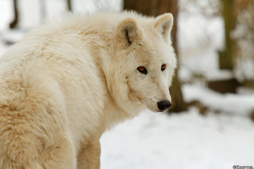 Kati_Luneburg1303_Nanuk-06