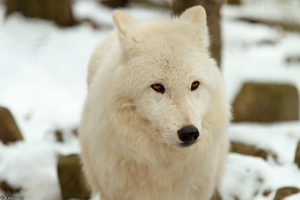 Kati_Luneburg1303_Nanuk-12
