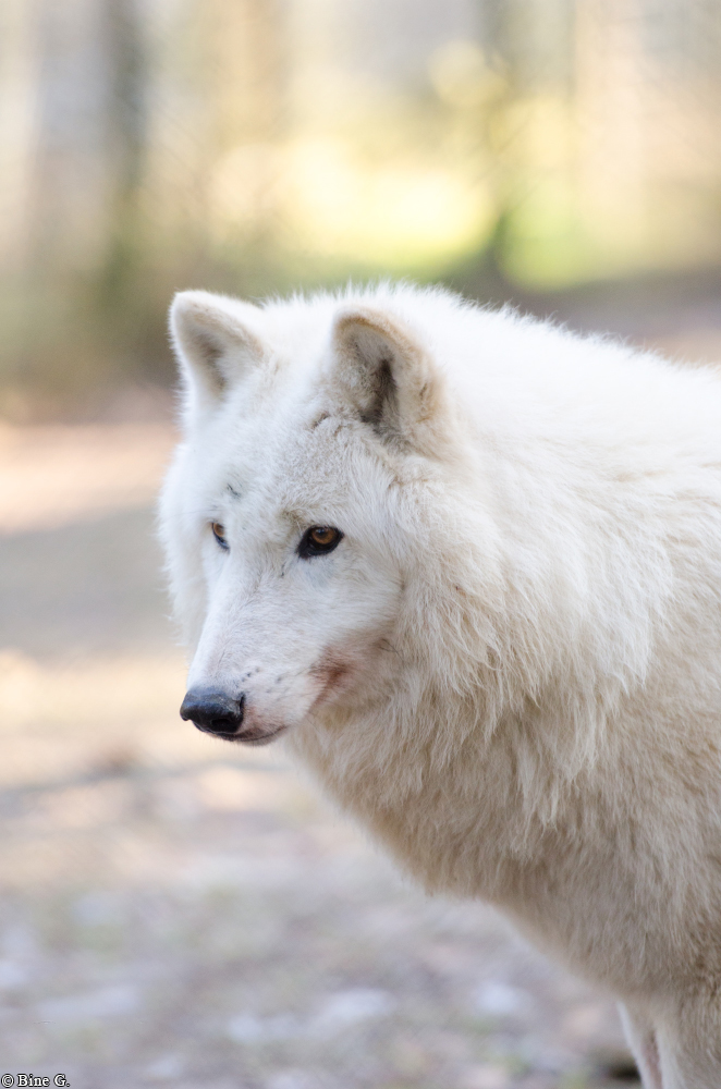 Lueneburg1307BineG_Nanuk-11