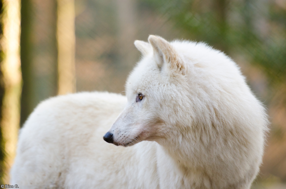 Lueneburg1307BineG_Nanuk-15