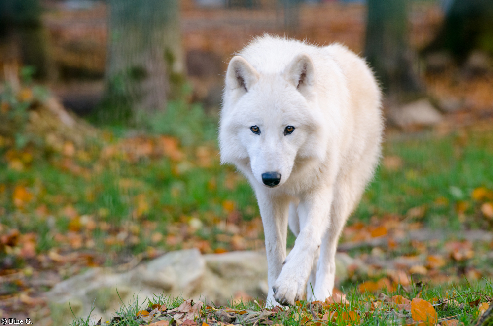 Springe1303BineG_Lomasi-04