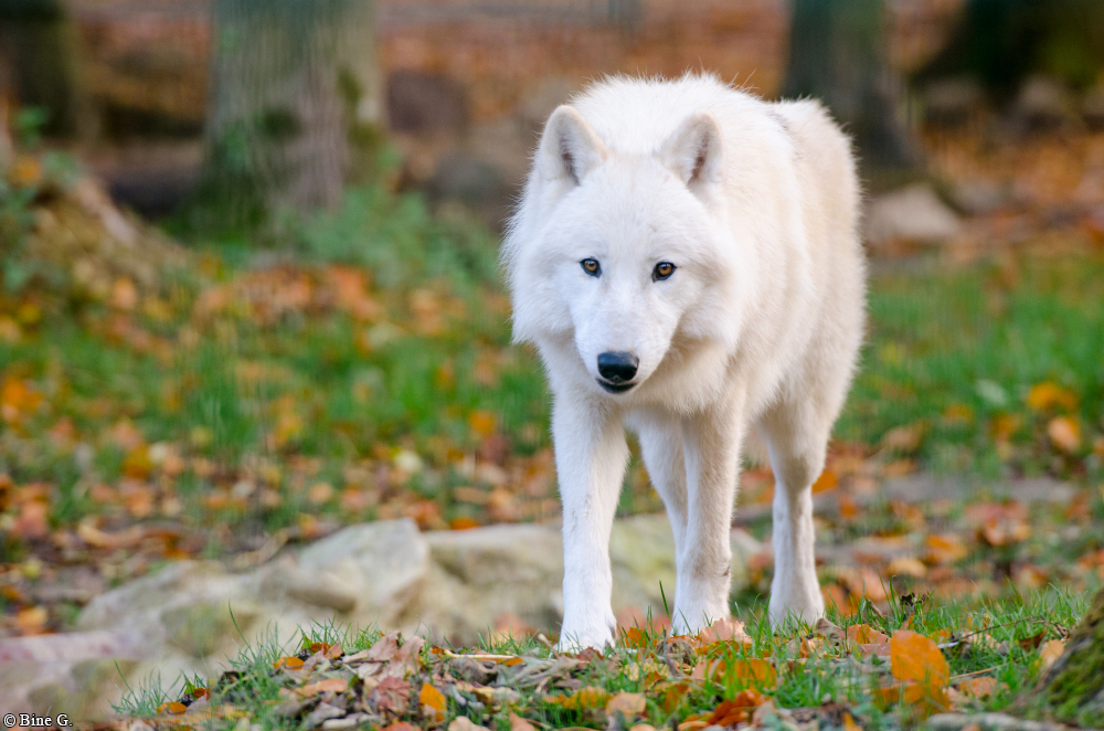 Springe1303BineG_Lomasi-05