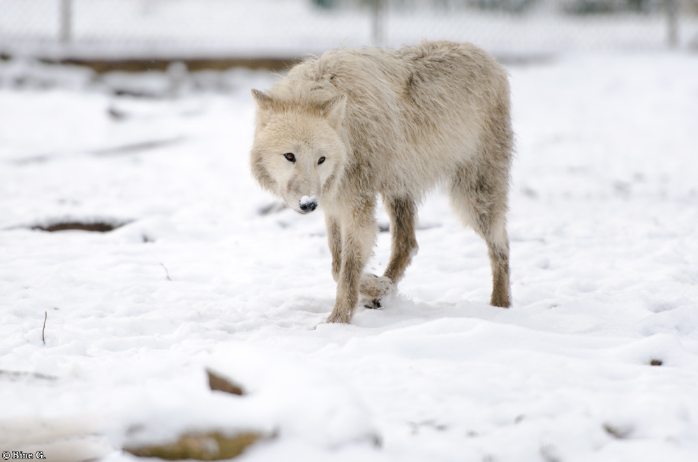 Springe1303BineG_Lomasi-10