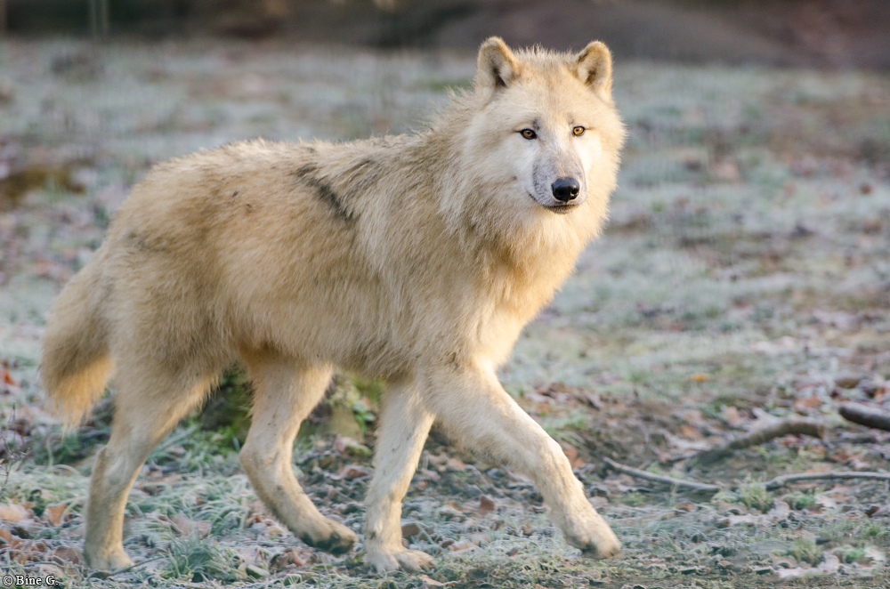 Springe1303BineG_Makui-12