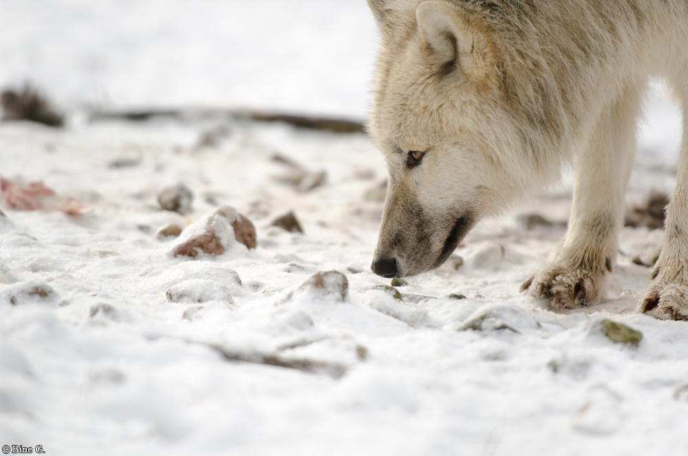 Springe1303BineG_Makui-18