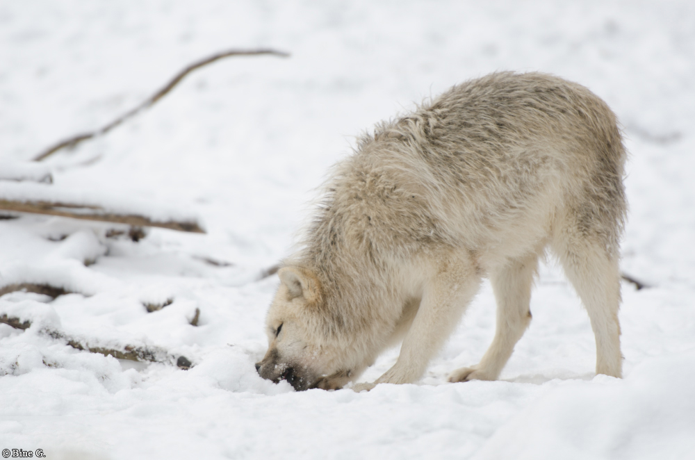 Springe1303BineG_Makui-19