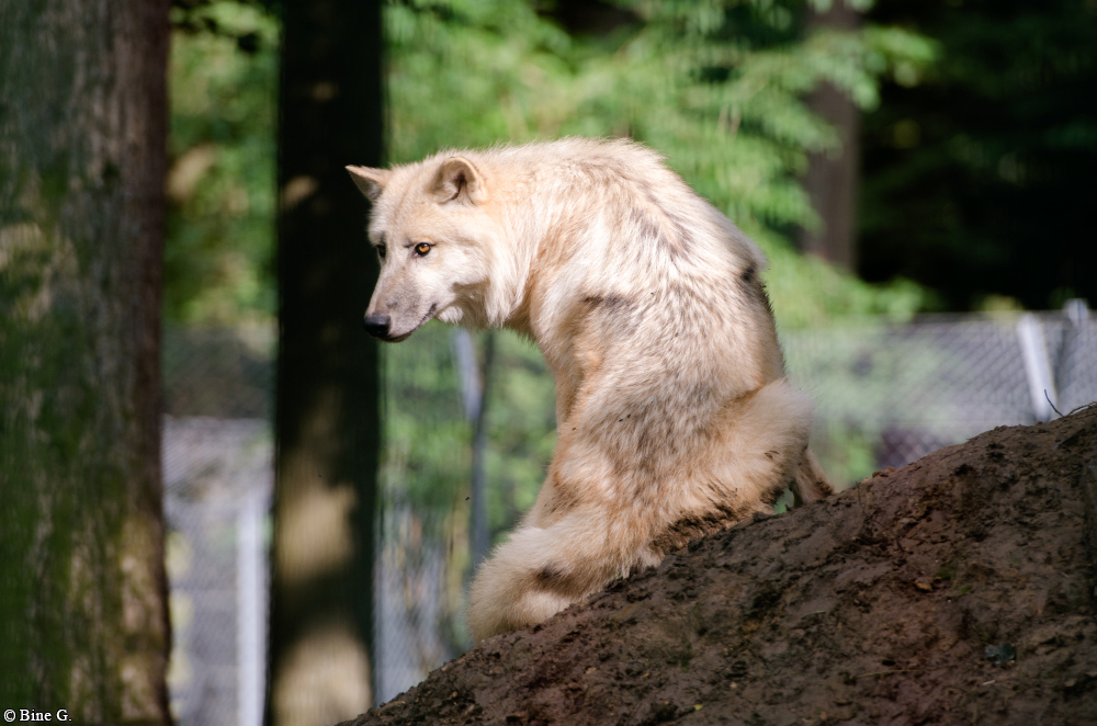 Springe1303BineG_Makui-21