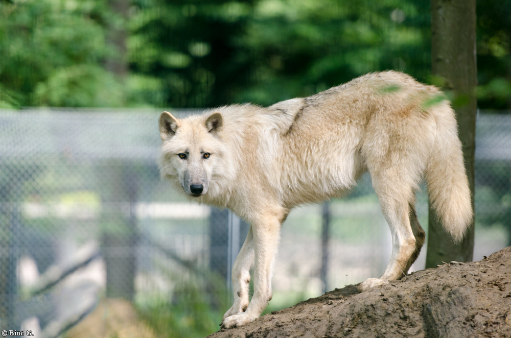 Springe1303BineG_Makui-23