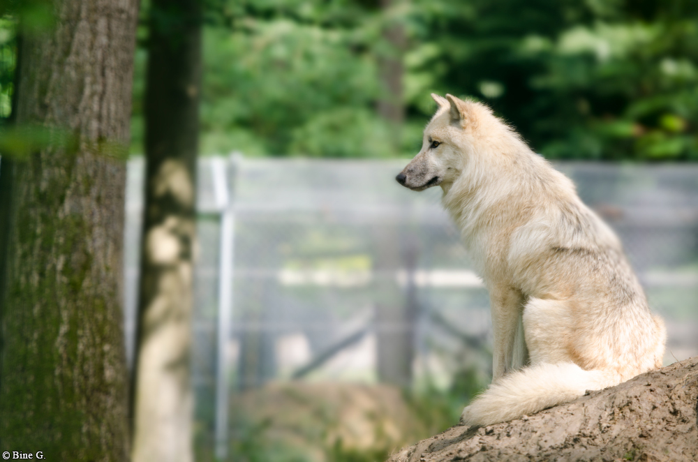 Springe1303BineG_Makui-25