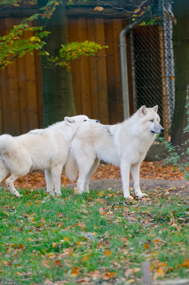 Springe1303BineG_PolarAll-09