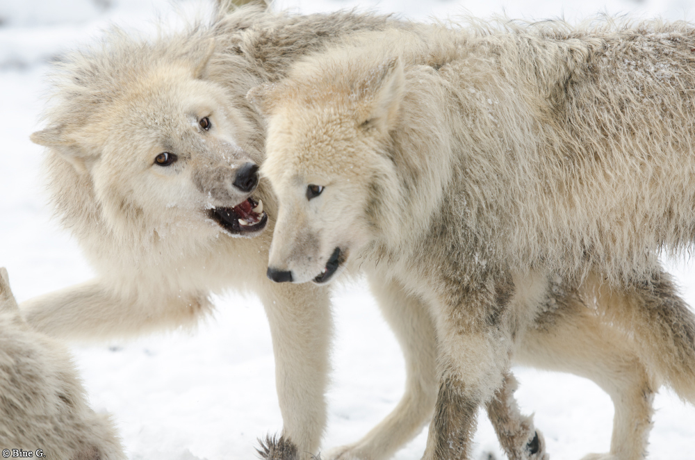 Springe1303BineG_PolarAll-12