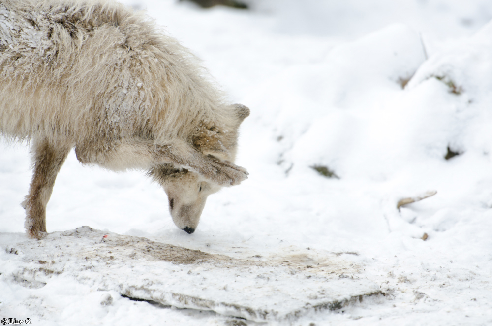 Springe1303BineG_PolarAll-13