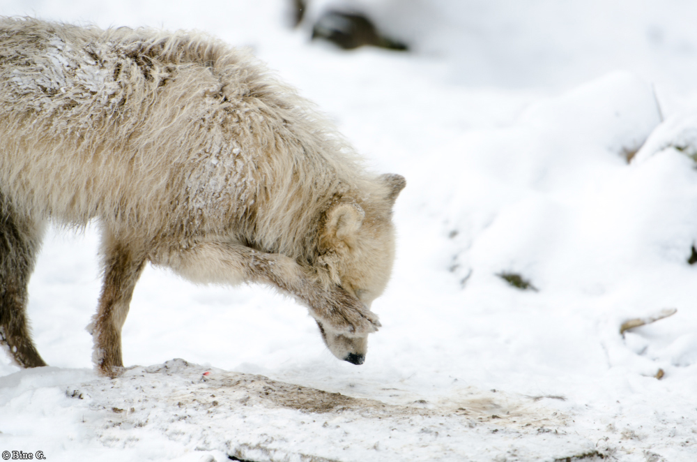 Springe1303BineG_PolarAll-14