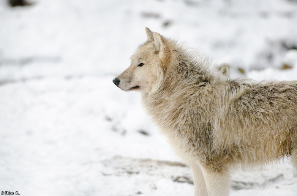 Springe1303BineG_PolarAll-16