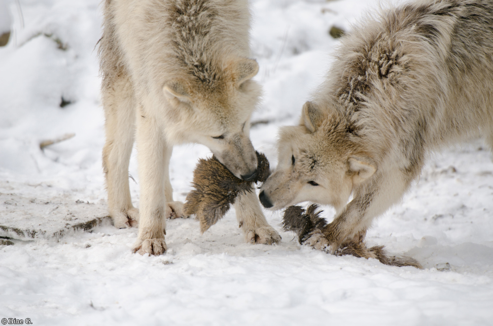 Springe1303BineG_PolarAll-18