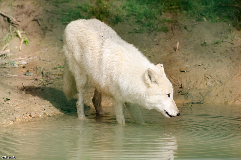 Springe1303BineG_PolarAll-19