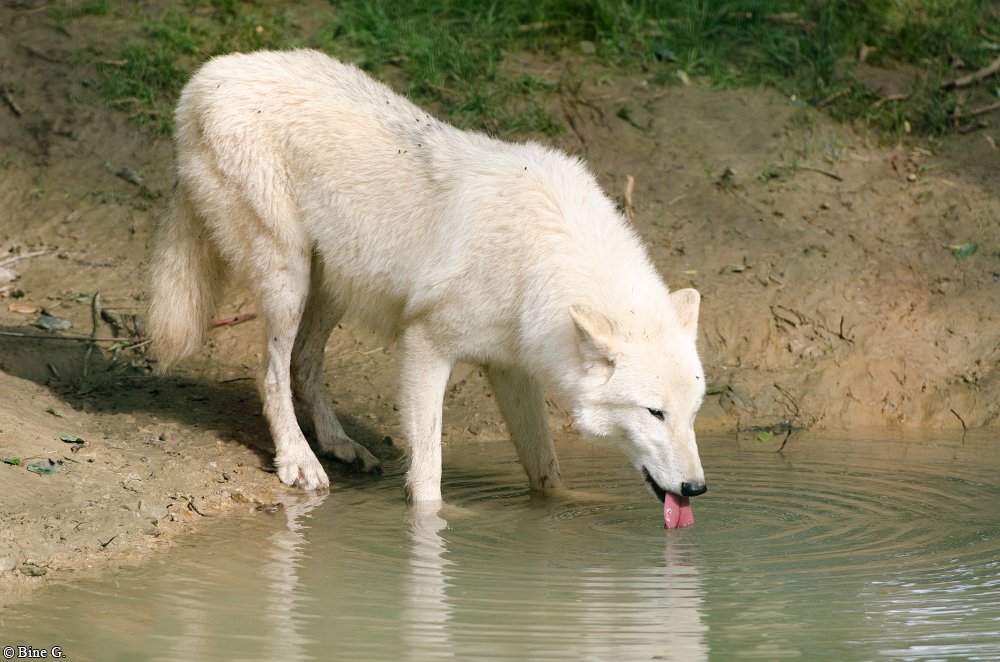 Springe1303BineG_PolarAll-21