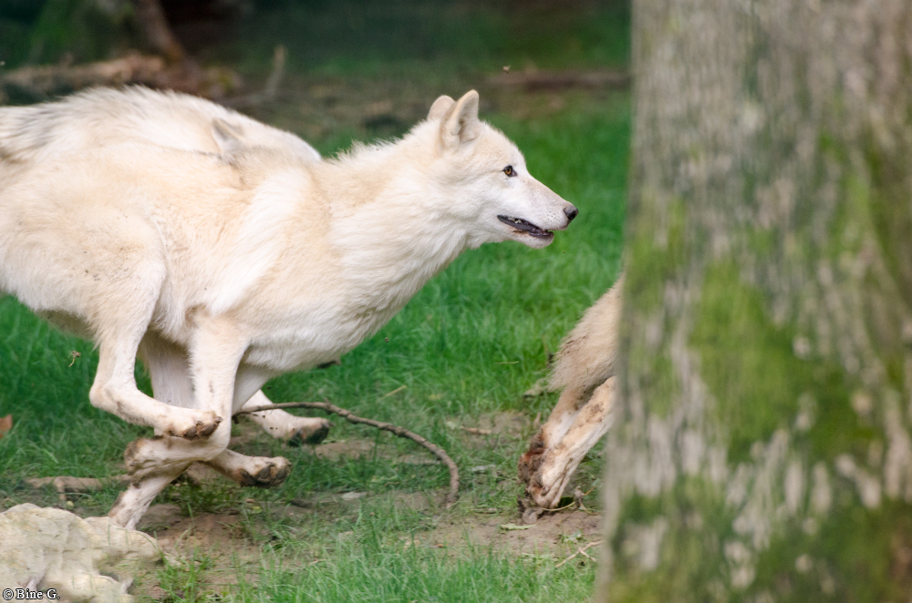 Springe1303BineG_PolarAll-22